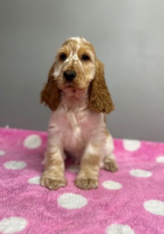 Cocker Spaniel puppies for sale in Wisbech, Cambridgeshire – KC registered, 5 months old - Image 3 of 5
