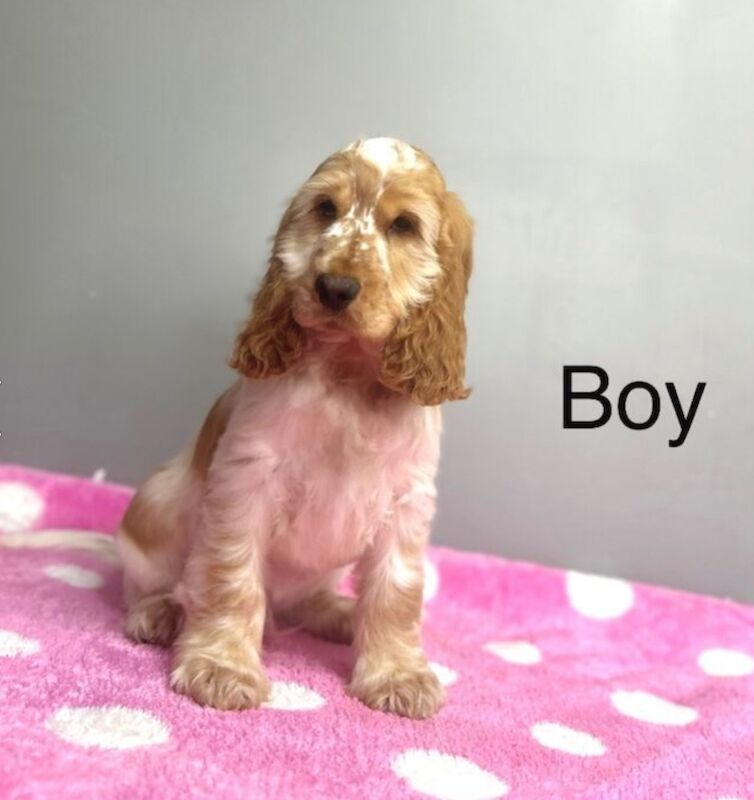 Cocker Spaniel puppies for sale in Wisbech, Cambridgeshire – KC registered, 5 months old - Image 4 of 5