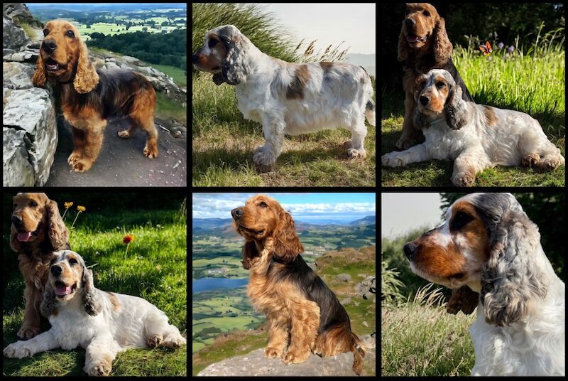 Stunning SYKEHEAD SABLE Show Cocker Spaniels Due 16th June for sale in Carlisle, Cumbria