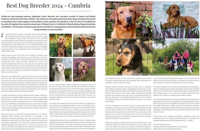 Stunning SYKEHEAD SABLE Show Cocker Spaniels Due 16th June for sale in Carlisle, Cumbria | Image 2