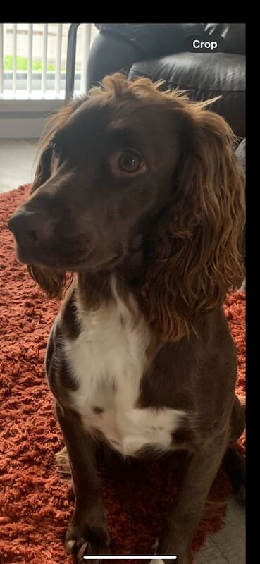 Cocker Spaniel puppies for sale in Cardenden, Fife – 1 year old - Image 2 of 3
