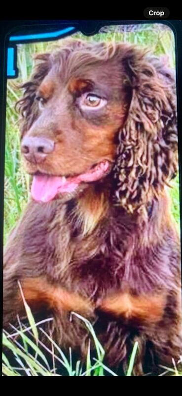 Cocker Spaniel puppies for sale in Cardenden, Fife – 1 year old - Image 3 of 3