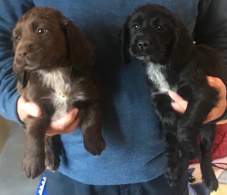 Stunning working cocker spaniel pups for sale in Petworth, West Sussex