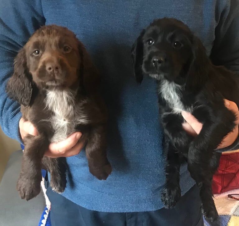 Stunning working cocker spaniel pups for sale in Petworth, West Sussex | Image 2