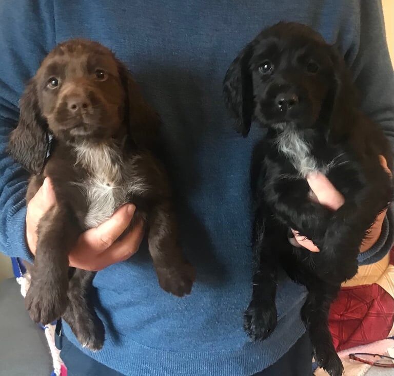 Stunning working cocker spaniel pups for sale in Petworth, West Sussex | Image 3