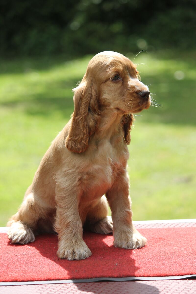 Working Show Male Cocker Spaniel Puppies For Sale Under £2,500
