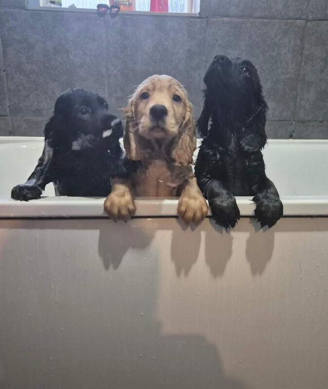 Cocker Spaniel puppies for sale in Barnstaple, Devon – KC registered, 9 weeks old