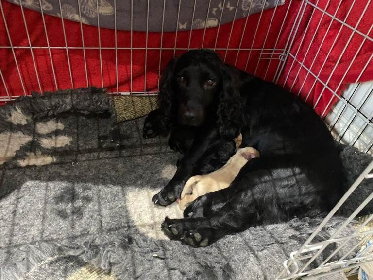 Cocker Spaniel puppies for sale in Barnstaple, Devon – KC registered, 9 weeks old - Image 2 of 3