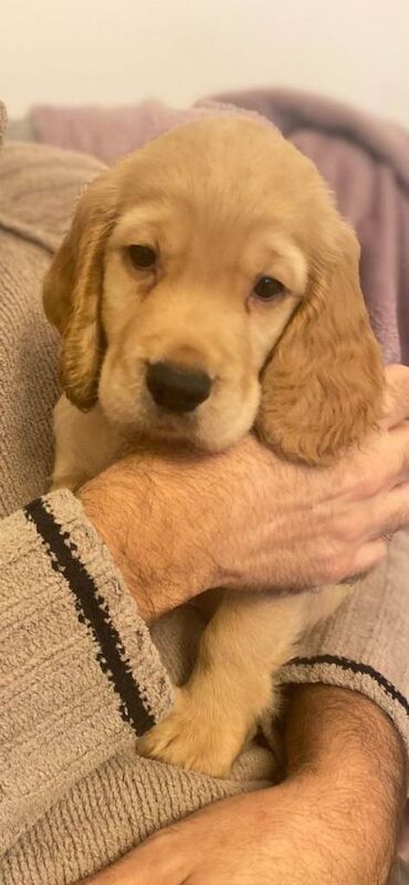 Cocker Spaniel puppies for sale in Barnstaple, Devon – KC registered, 9 weeks old - Image 3 of 3