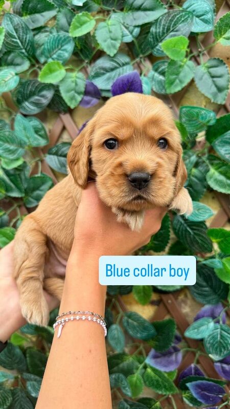 Cocker Spaniel puppies for sale in Harlow, Essex – KC registered, 4 weeks old
