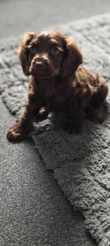 Cocker Spaniel puppies for sale in Hartlepool, Durham – 10 weeks old