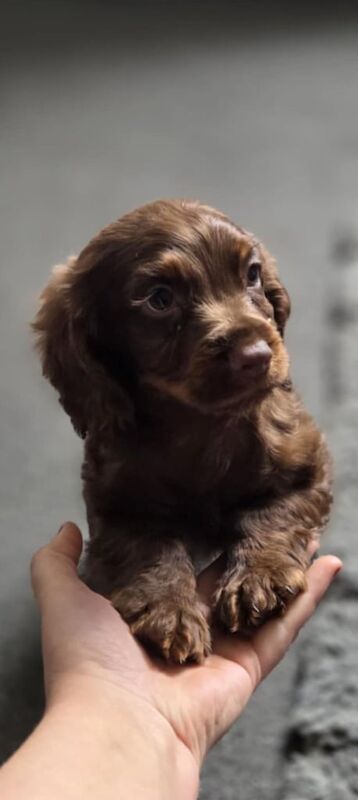 Cocker Spaniel puppies for sale in Hartlepool, Durham – 10 weeks old - Image 2 of 3