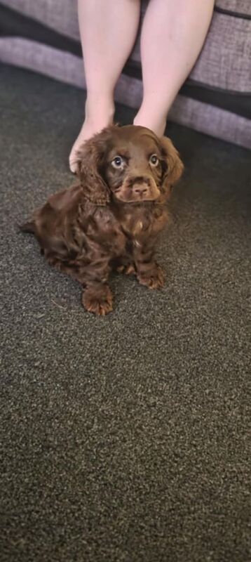 Cocker Spaniel puppies for sale in Hartlepool, Durham – 10 weeks old - Image 3 of 3