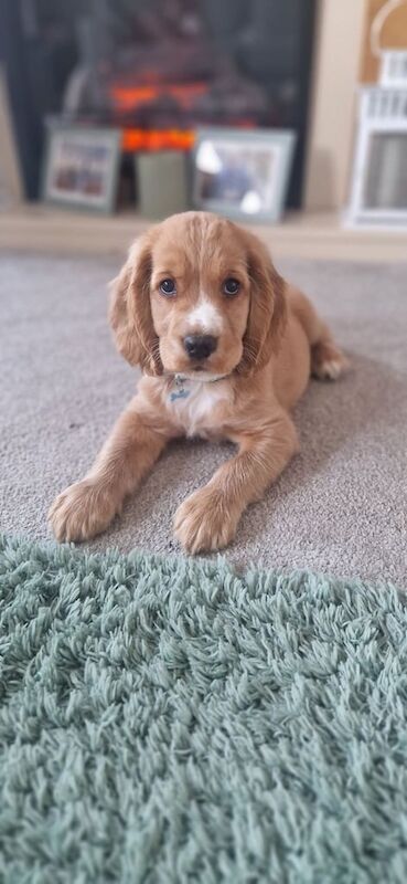 Cocker Spaniel puppies for sale in Calne, Wiltshire – 9 weeks old
