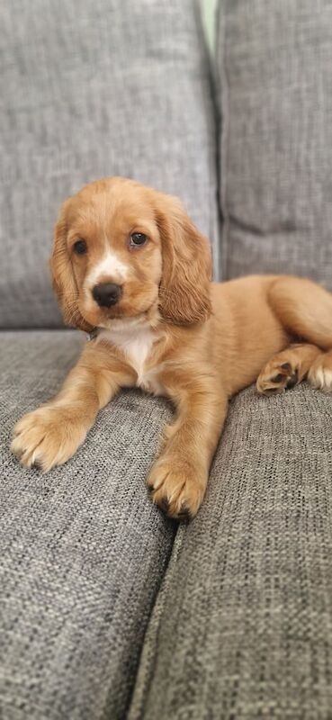Cocker Spaniel puppies for sale in Calne, Wiltshire – 9 weeks old - Image 2 of 3