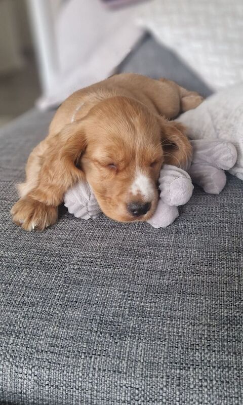 Cocker Spaniel puppies for sale in Calne, Wiltshire – 9 weeks old - Image 3 of 3