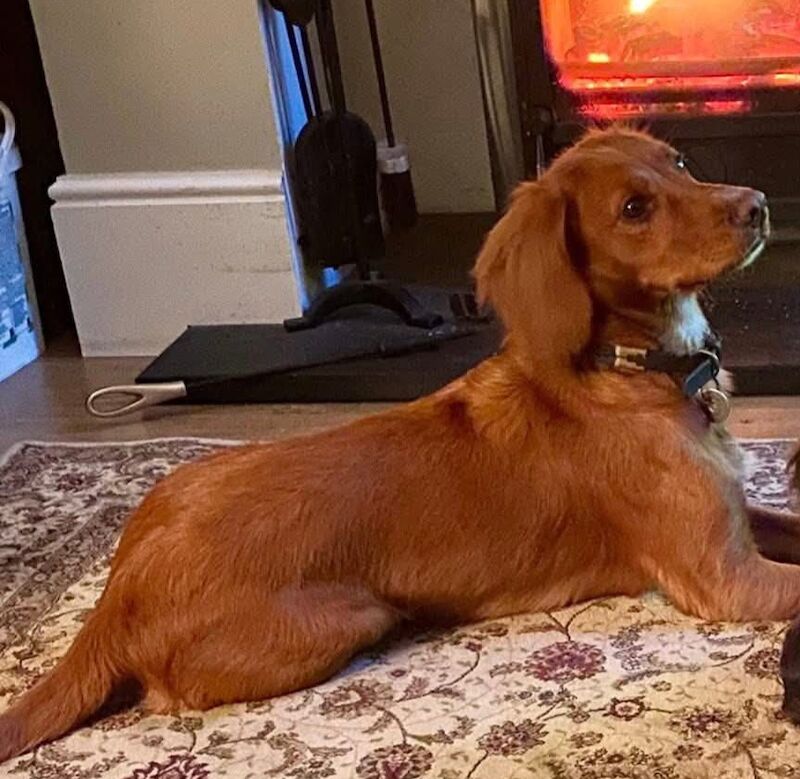 Cocker Spaniel puppies for sale in Upper Lambourn, Berkshire – KC registered, 3 years old