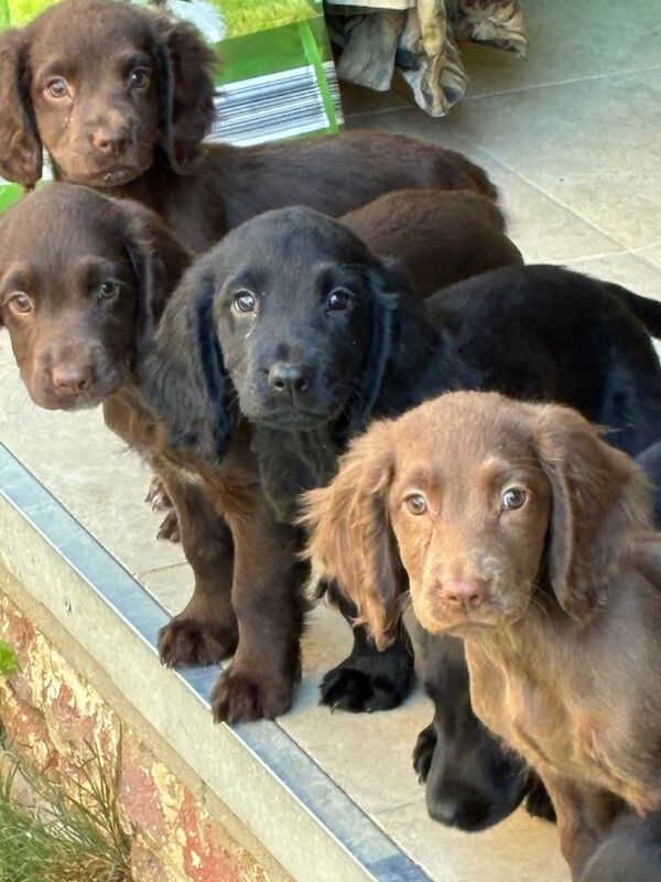 The Best Spaniel Pups