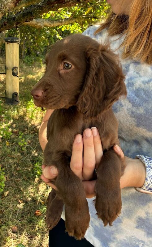 The Best Spaniel Pups - Image 2 of 5