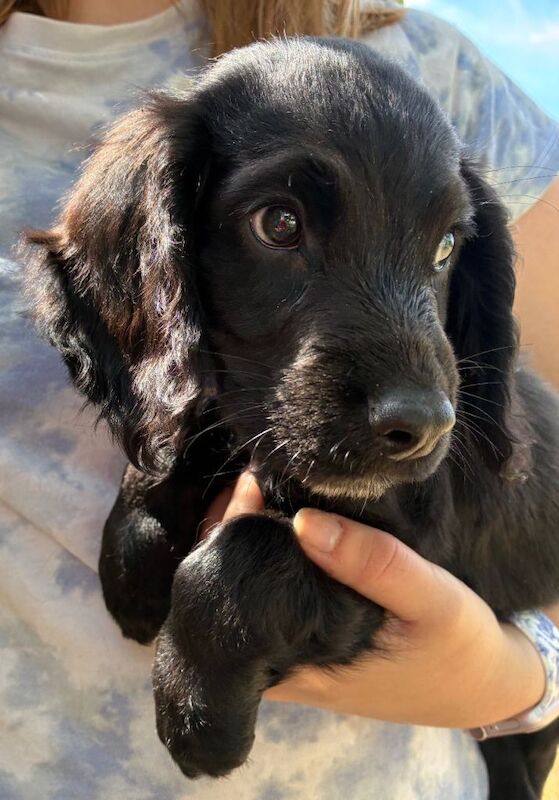 The Best Spaniel Pups - Image 3 of 5
