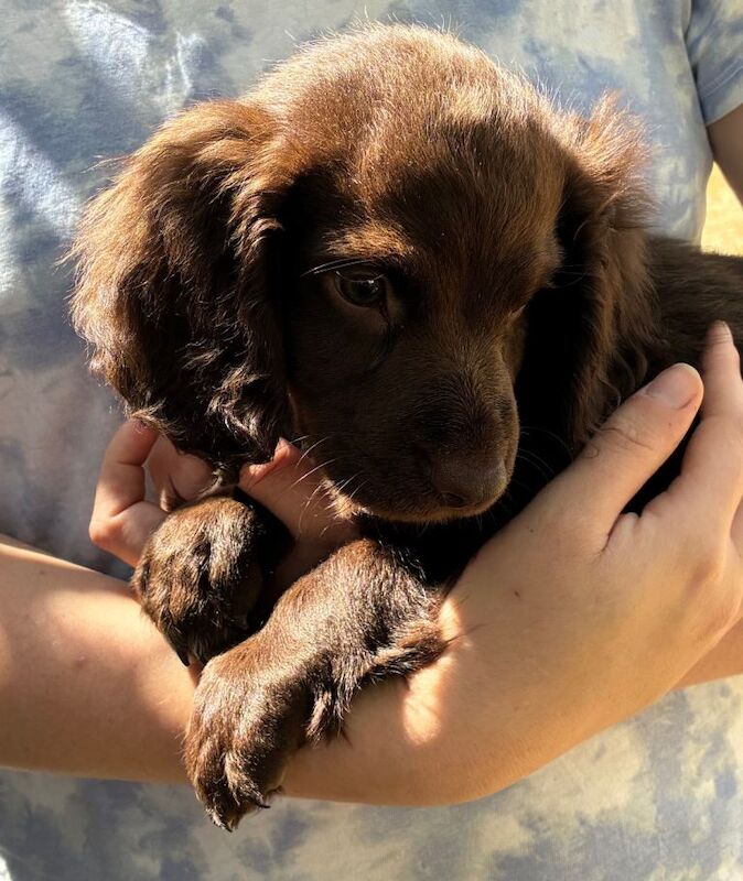 The Best Spaniel Pups - Image 4 of 5