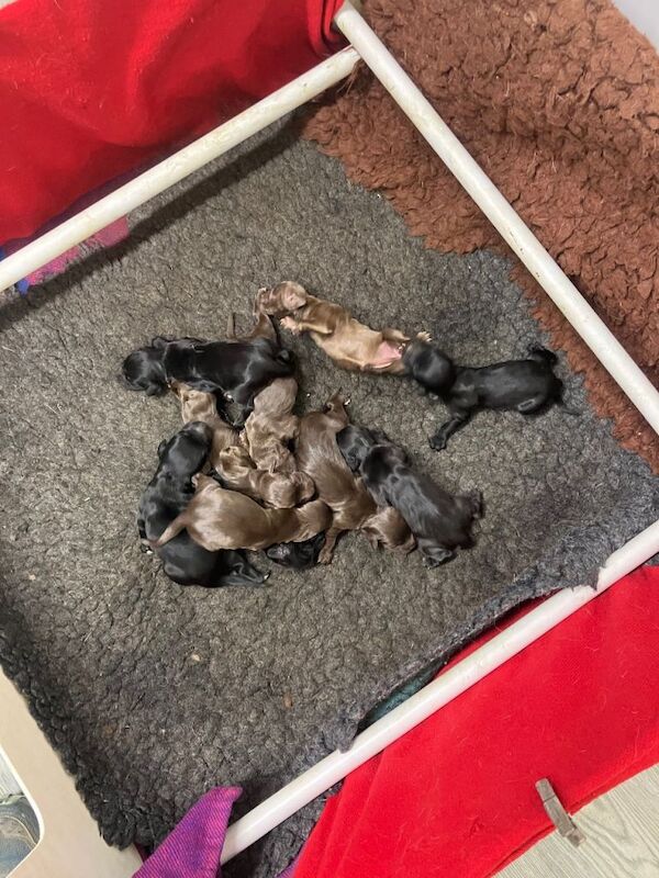The Best Spaniel Pups - Image 5 of 5