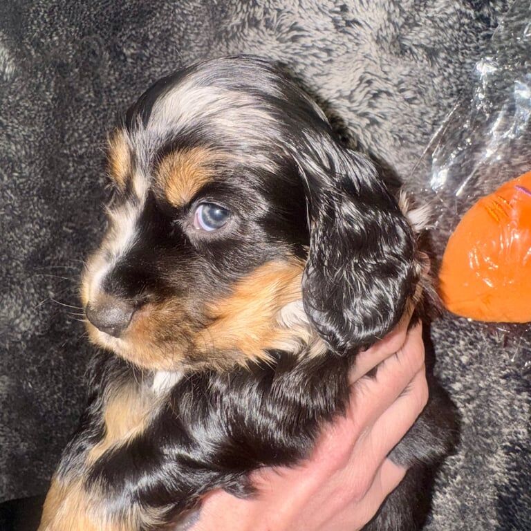 The Perfect 4 FTCH Champion Merle Cutie Pies - Image 2 of 3