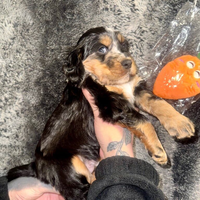 The Perfect 4 FTCH Champion Merle Cutie Pies - Image 3 of 3