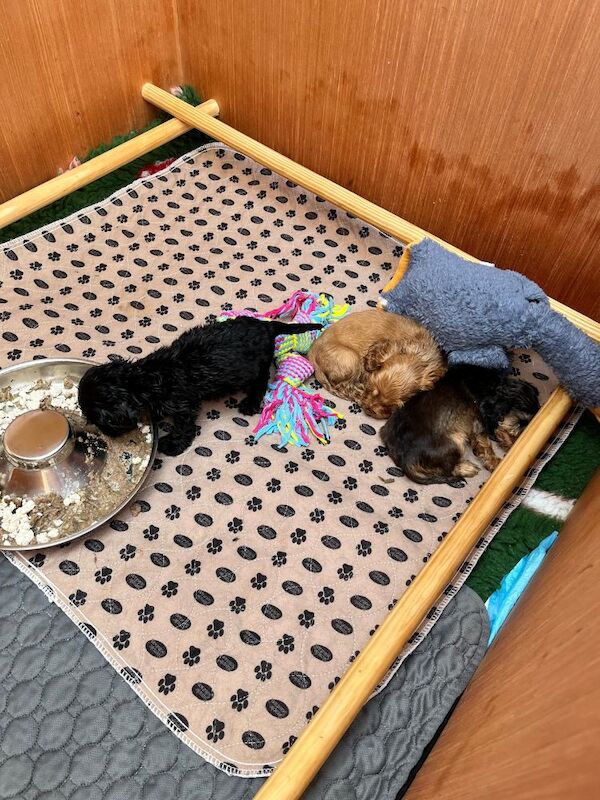 The three amigos — three very special cocker spaniel puppies - Image 4 of 15