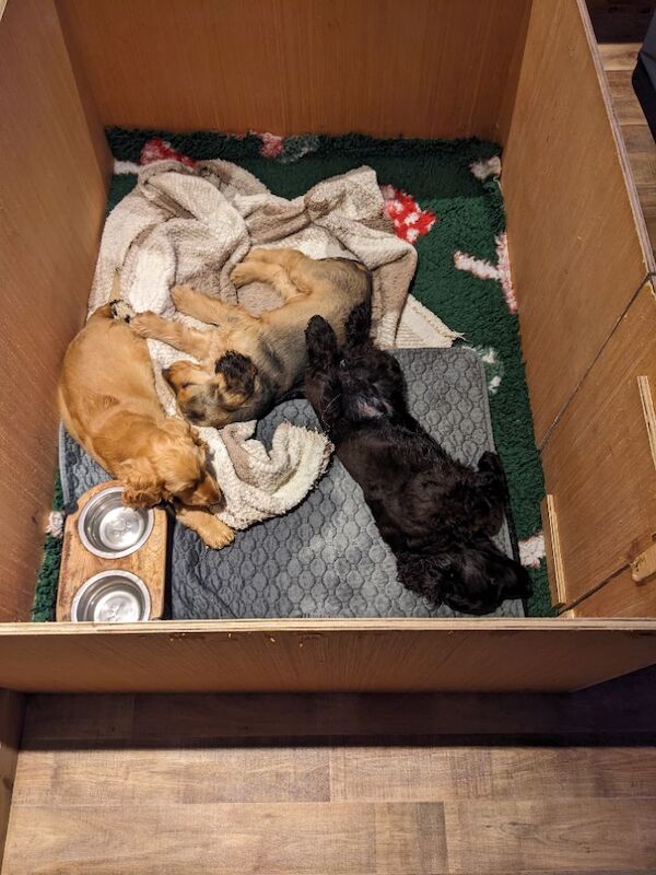 The three amigos — three very special cocker spaniel puppies - Image 8 of 15