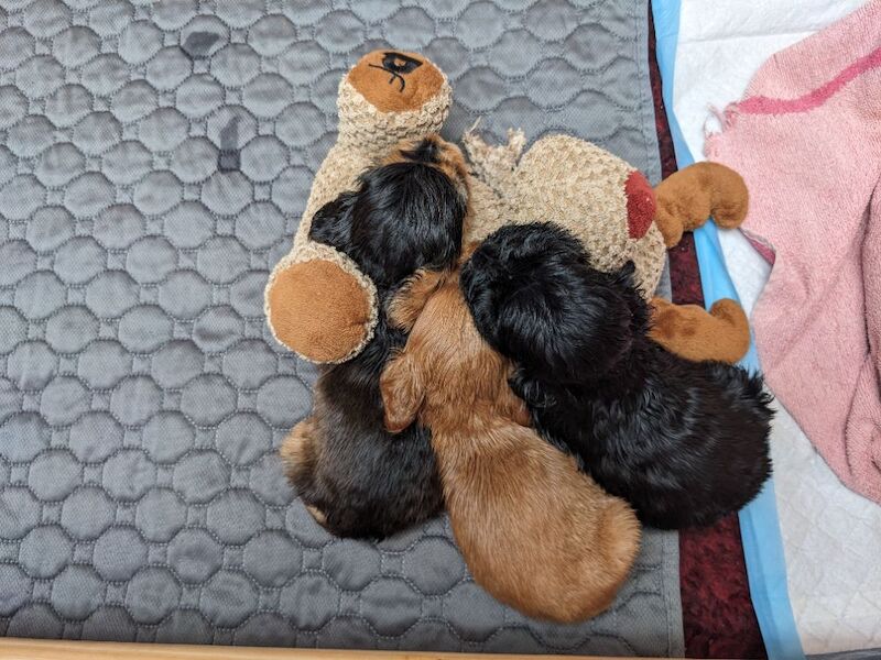 The three amigos — three very special cocker spaniel puppies - Image 9 of 15