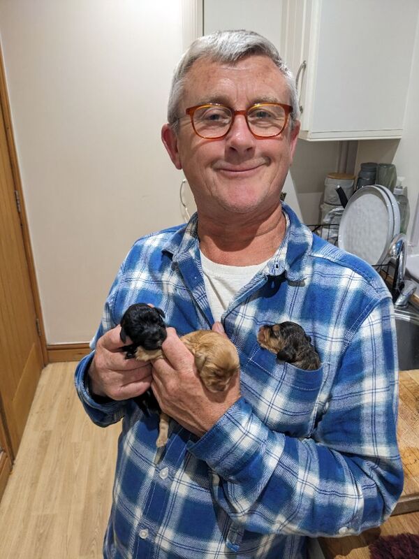 The three amigos — three very special cocker spaniel puppies - Image 10 of 15