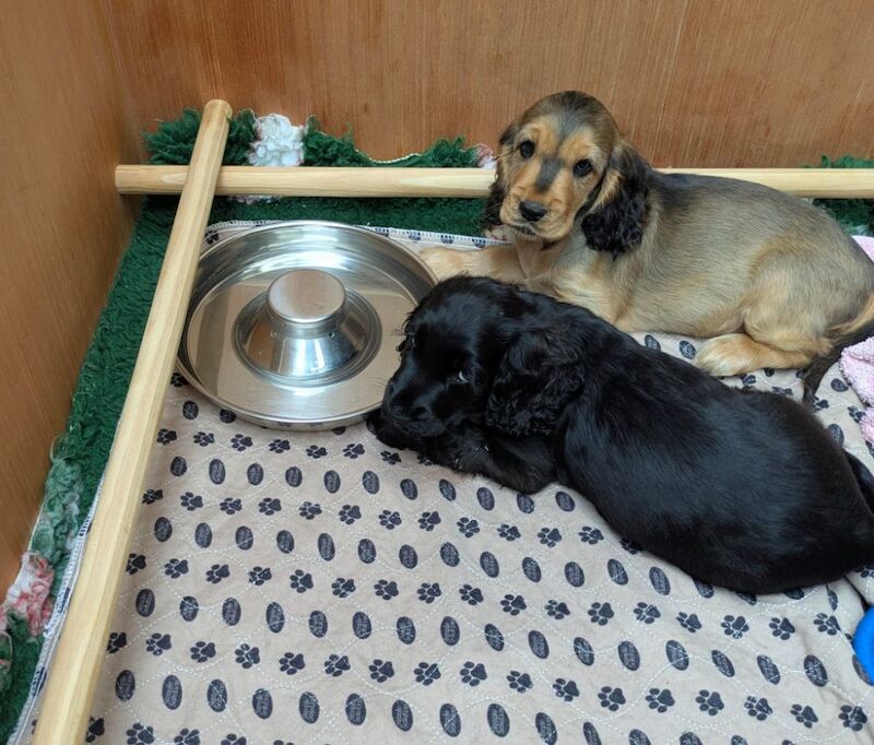 The three amigos — three very special cocker spaniel puppies - Image 12 of 15