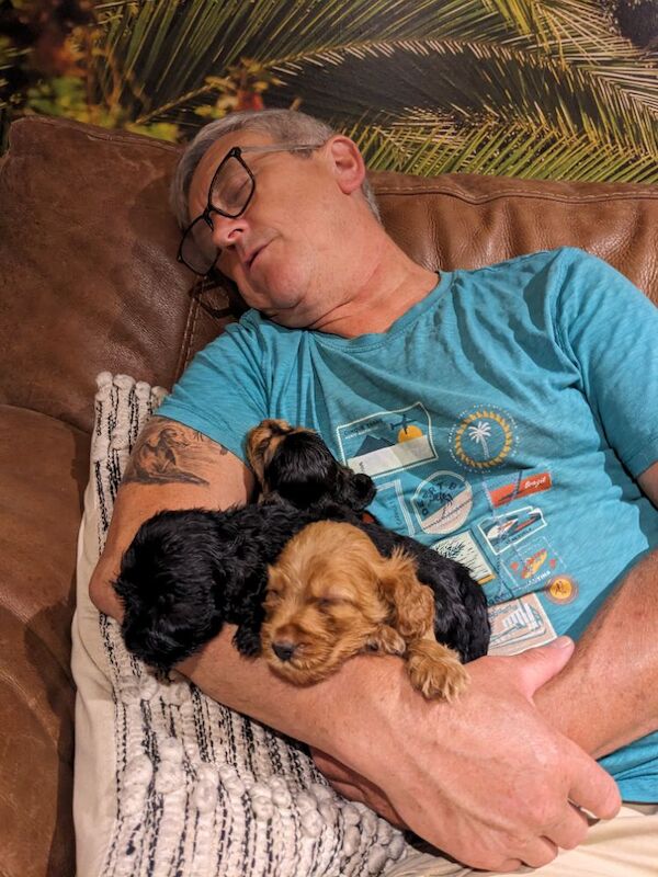 The three amigos — three very special cocker spaniel puppies - Image 15 of 15