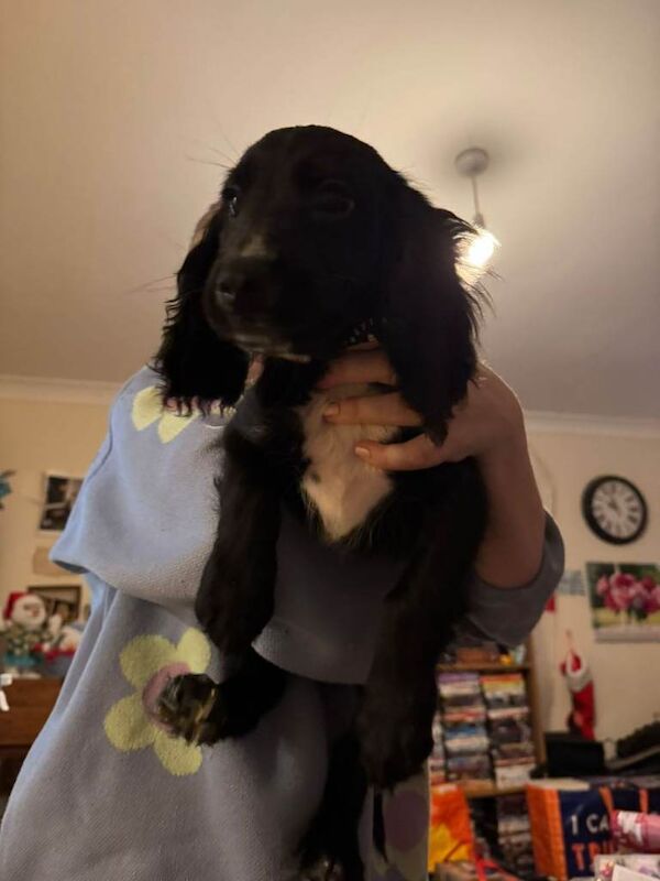 Cocker Spaniel puppies for sale in Willesborough, Kent – 11 weeks old