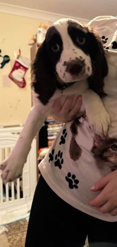 Cocker Spaniel puppies for sale in Willesborough, Kent – 11 weeks old - Image 2 of 3