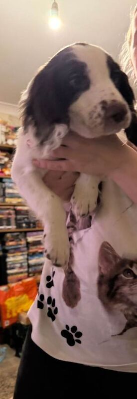 Cocker Spaniel puppies for sale in Willesborough, Kent – 11 weeks old - Image 3 of 3