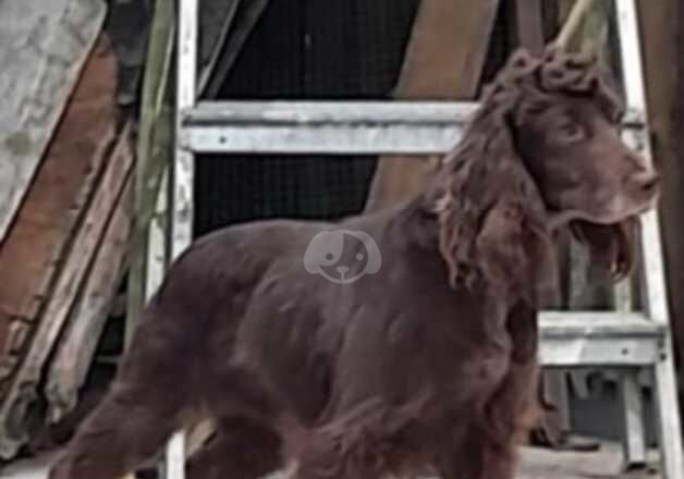 Cocker Spaniel puppies for sale in Bristol, Bristol – 4 years old - Image 1 of 1