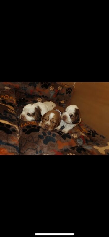 Cocker Spaniel puppies for sale in Basildon, Essex – 8 weeks old