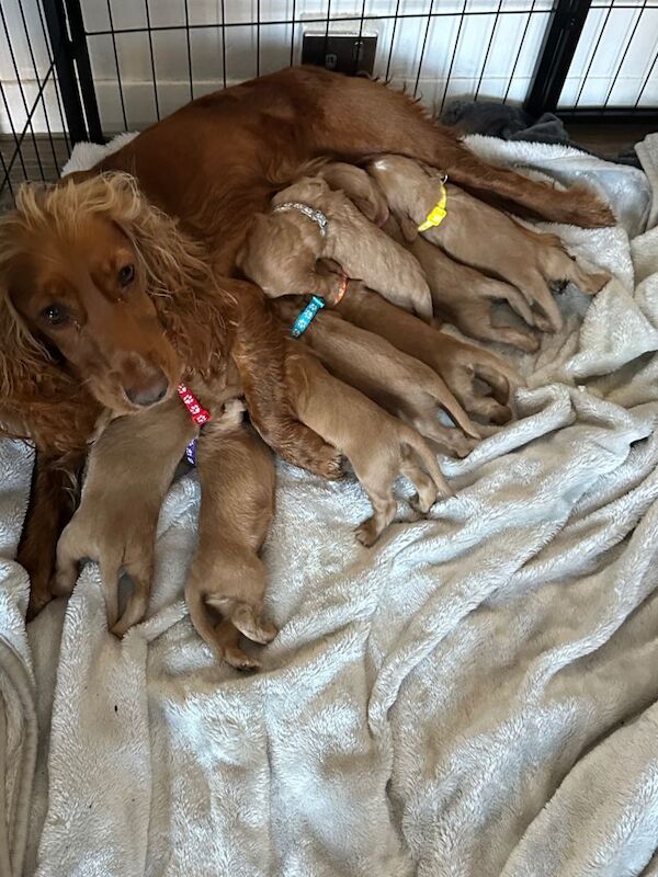 Cocker Spaniel puppies for sale in South East London, London – 4 weeks old