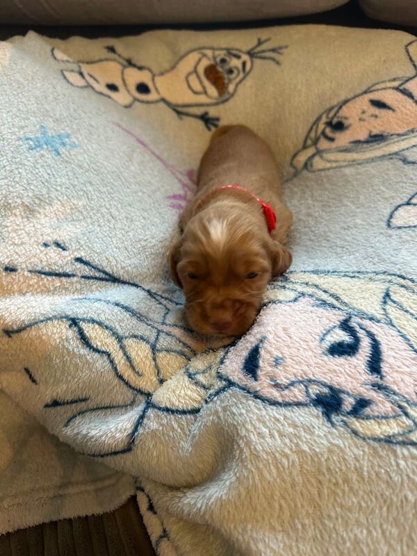 Cocker Spaniel puppies for sale in South East London, London – 5 weeks old - Image 2 of 3
