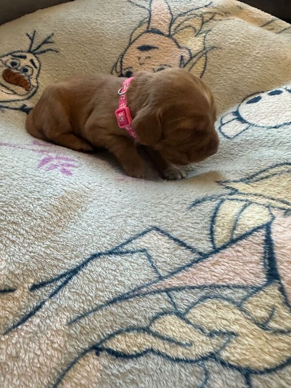 Cocker Spaniel puppies for sale in South East London, London – 5 weeks old - Image 3 of 3