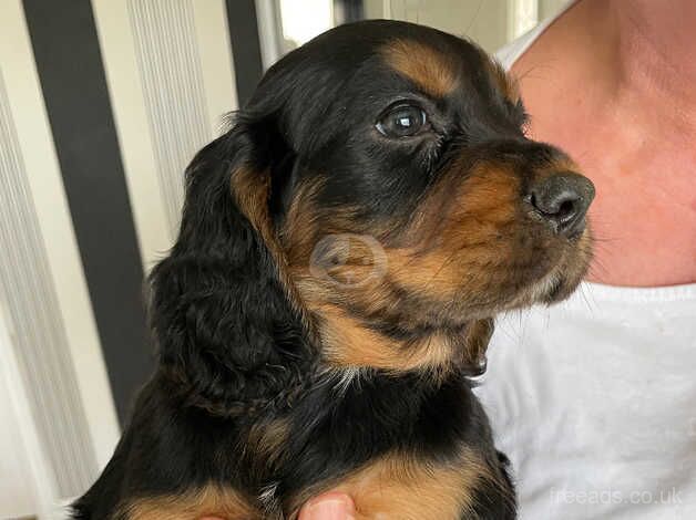 Cocker Spaniel puppies for sale in Pontyclun, Rhondda Cynon Taf – 1 year old - Image 1 of 3