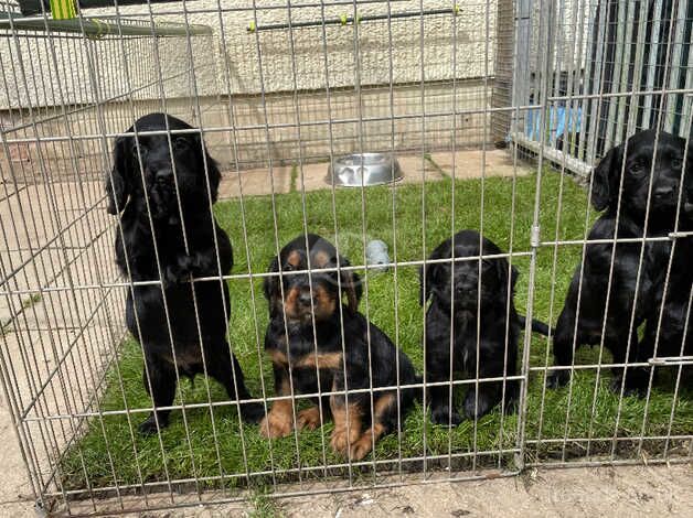 Cocker Spaniel puppies for sale in Pontyclun, Rhondda Cynon Taf – 1 year old - Image 2 of 3