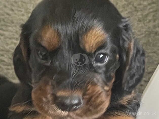 Cocker Spaniel puppies for sale in Pontyclun, Rhondda Cynon Taf – 1 year old - Image 3 of 3