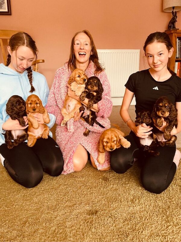 Top quality Kc registered show cocker puppy