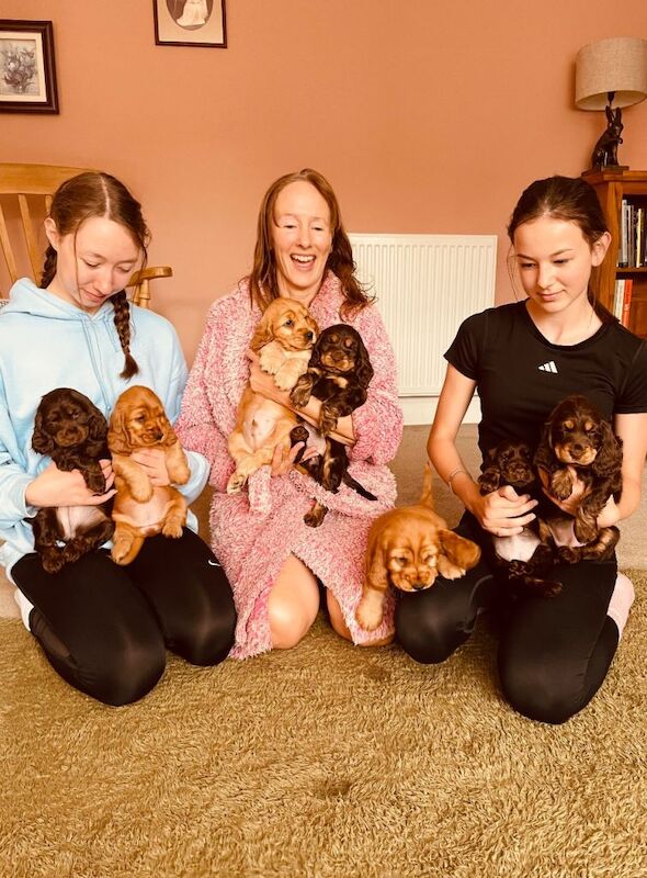 Top quality Kc registered show cocker puppy - Image 2 of 4