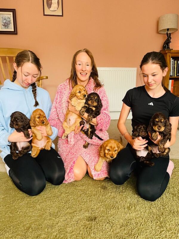 Top quality Kc registered show cocker puppy - Image 3 of 4