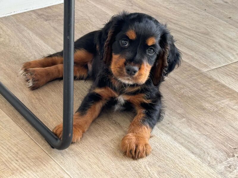 Tri Coloured Cocker spaniel puppies