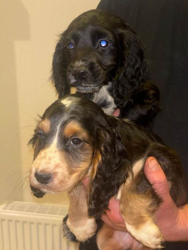 Cocker Spaniel Puppies For Sale Under £1,000